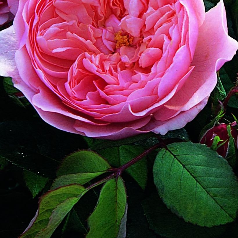 Rosa The Alnwick Rose (Fogliame)