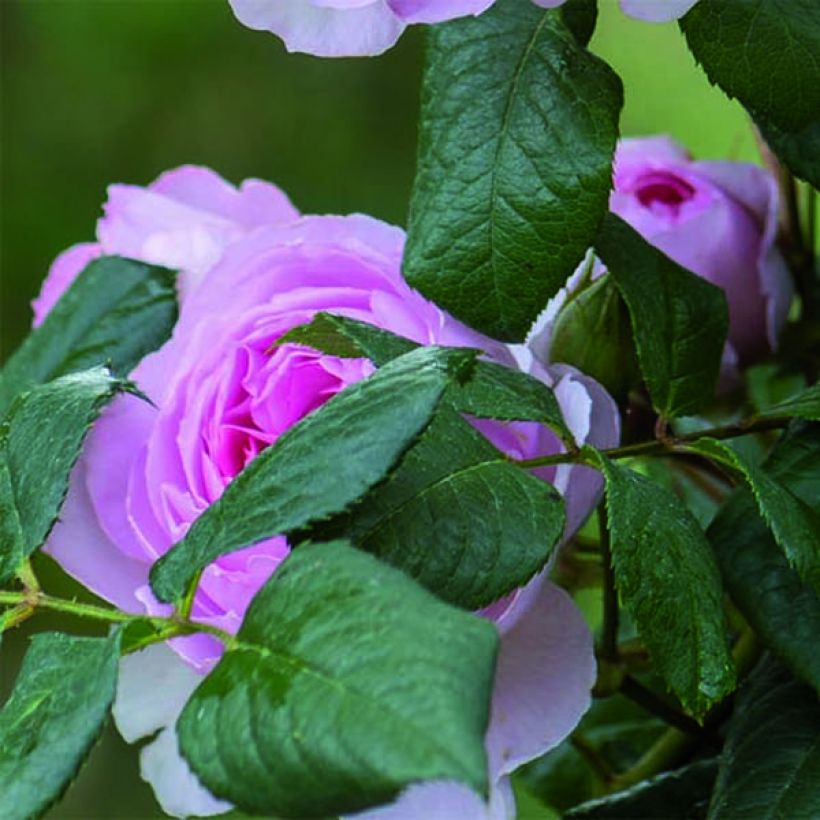 Rosa The Ancient Mariner (Fogliame)