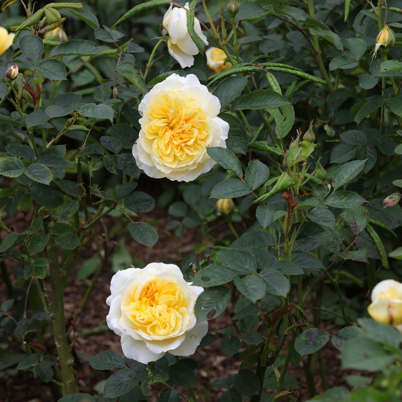 Rosa The Pilgrim (Fioritura)