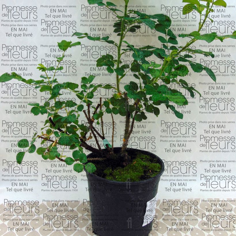 Esempio di esemplare Rosier David Austin Wild Edric en pot de 4L come consegnato