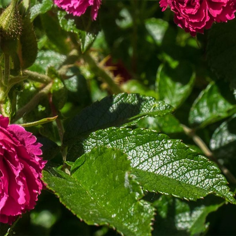 Rosa rugosa F.J Grootendorst (Fogliame)