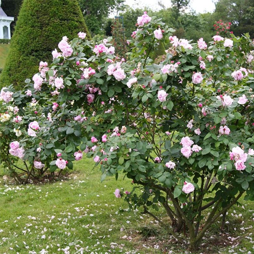 Rosa centifolia Fantin Latour (Porto)