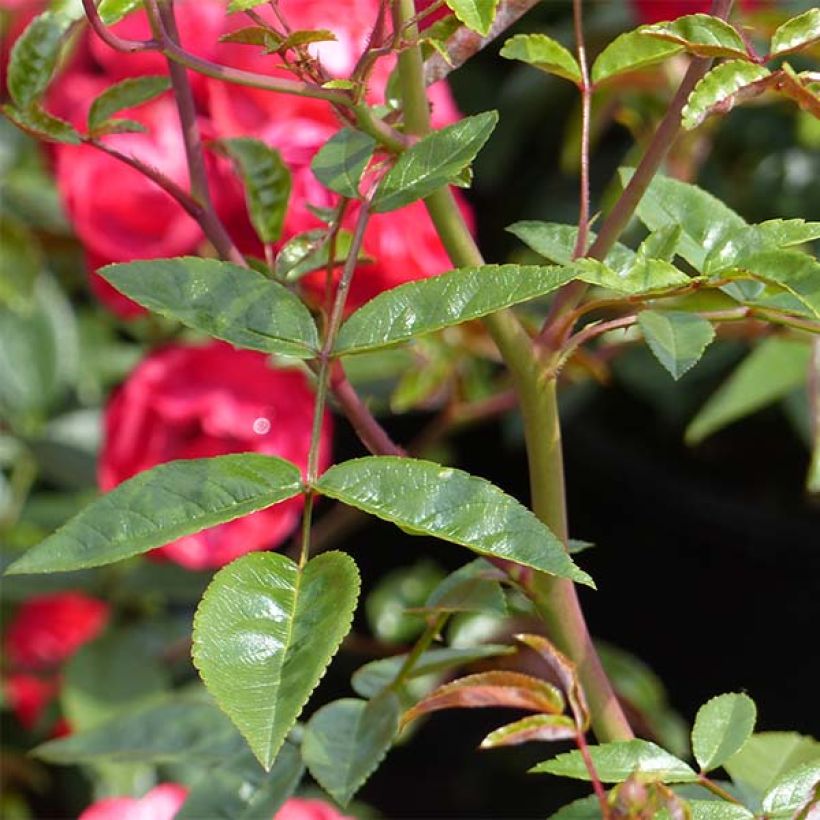 Rosa tappezzante Rood Moorsdag (Fogliame)