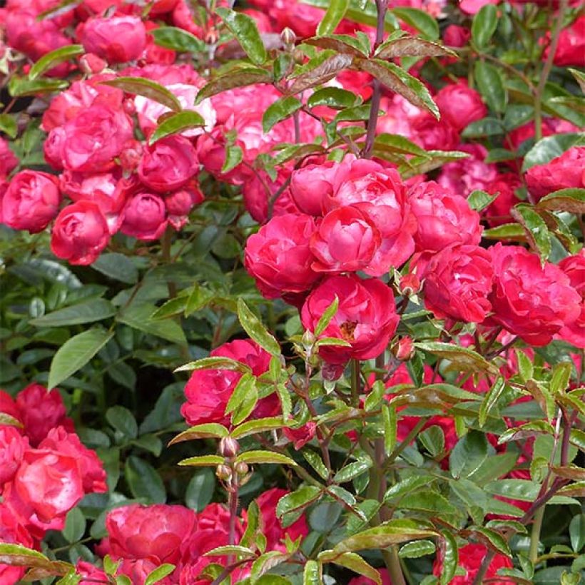 Rosa tappezzante Rood Moorsdag (Fioritura)