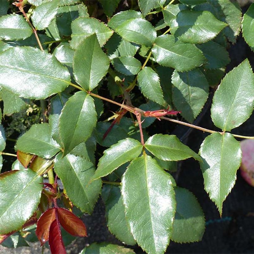 Rosa polyantha Fragrant Delight (Fogliame)