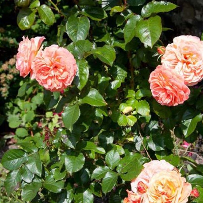 Rosa polyantha François Mauriac (Fogliame)