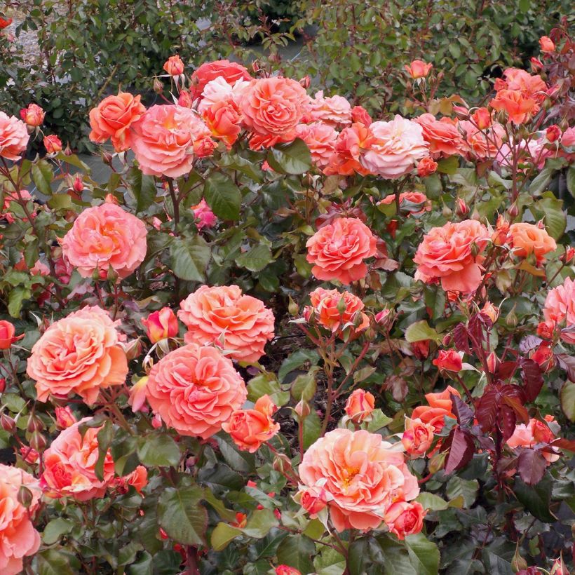 Rosa polyantha François Mauriac (Porto)