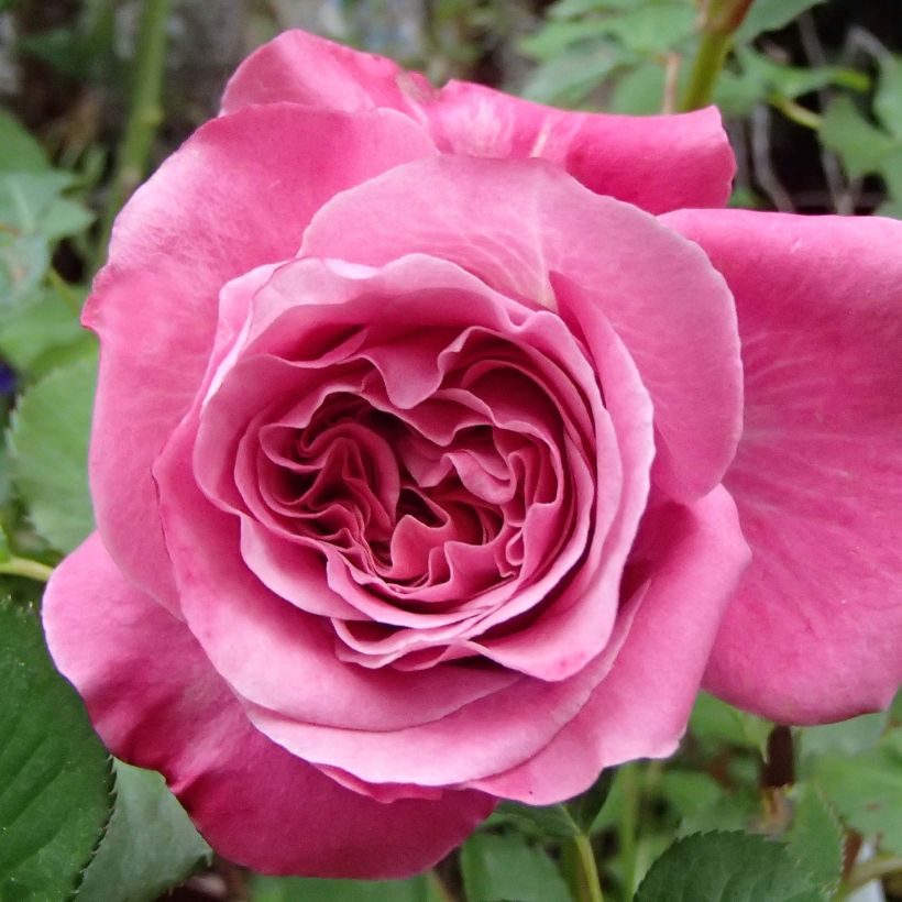 Rosa Generosa Agnès Schilliger (Fioritura)