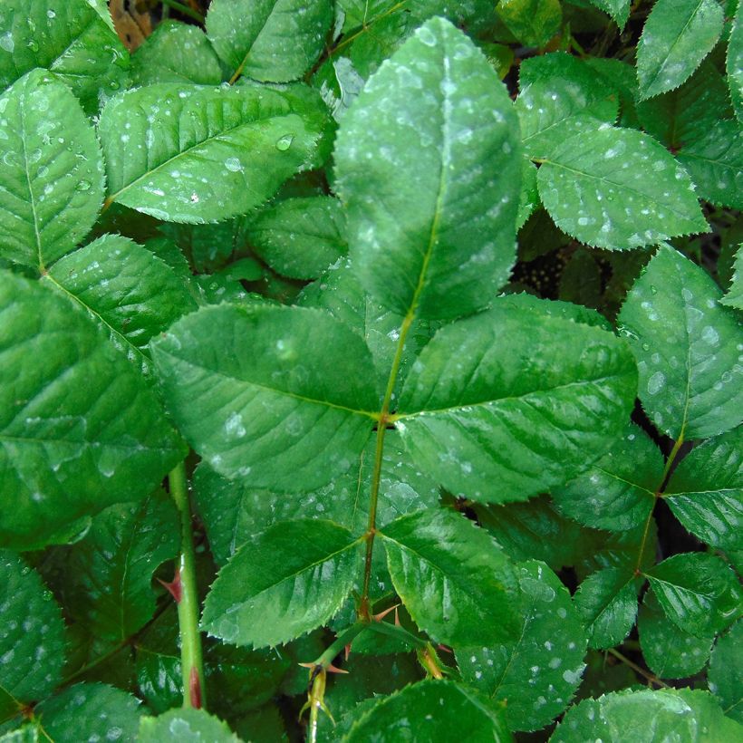 Rosa Generosa Elodie Gossuin (Fogliame)