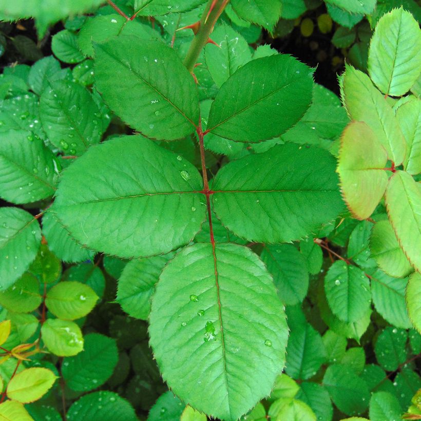 Rosa Generosa Guy Darmet (Fogliame)