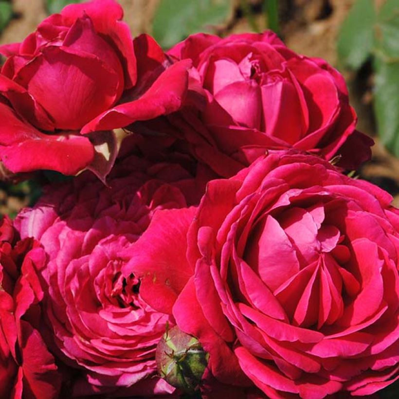 Rosa Generosa Michel Jonasz (Fioritura)