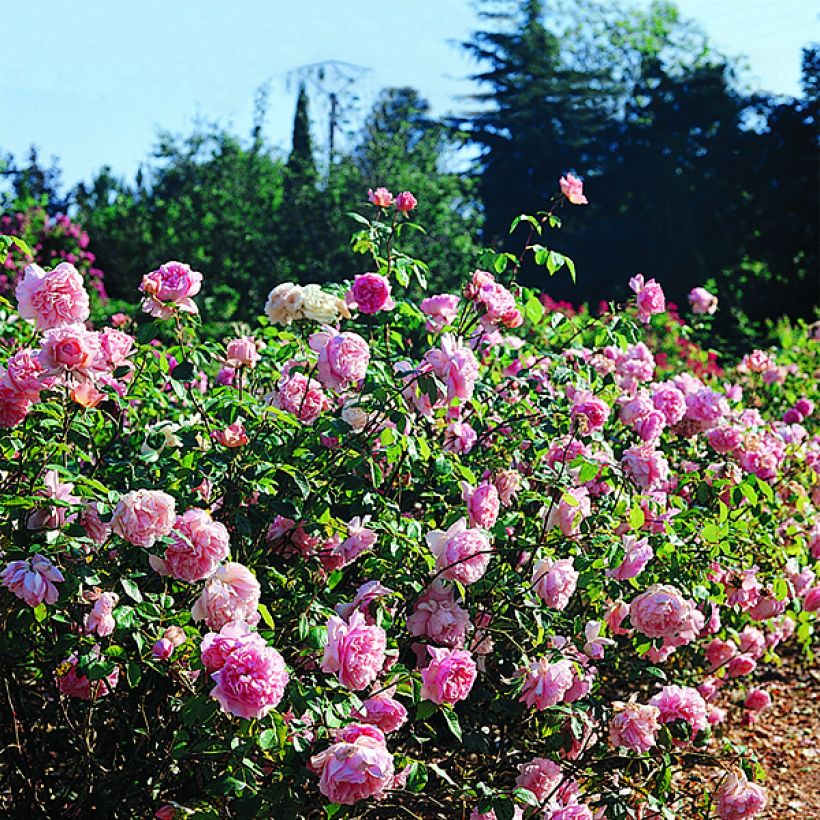 Rosa Generosa Sonia Rykiel (Fioritura)