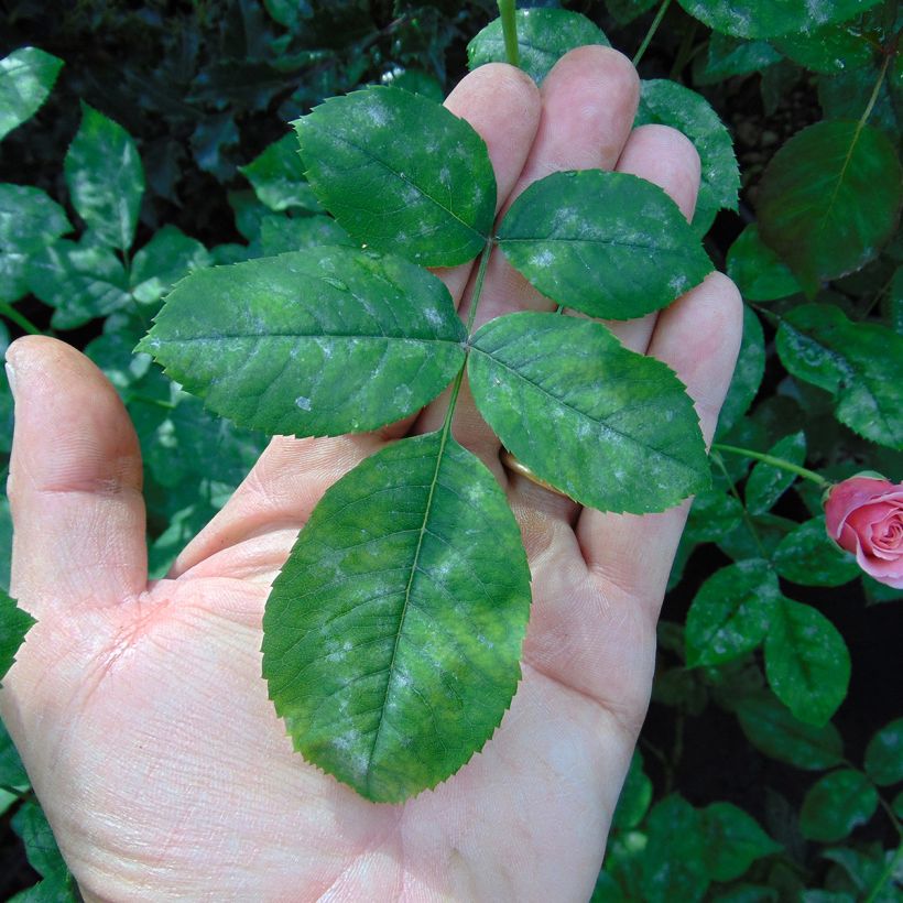 Rosa Generosa William Christie (Fogliame)