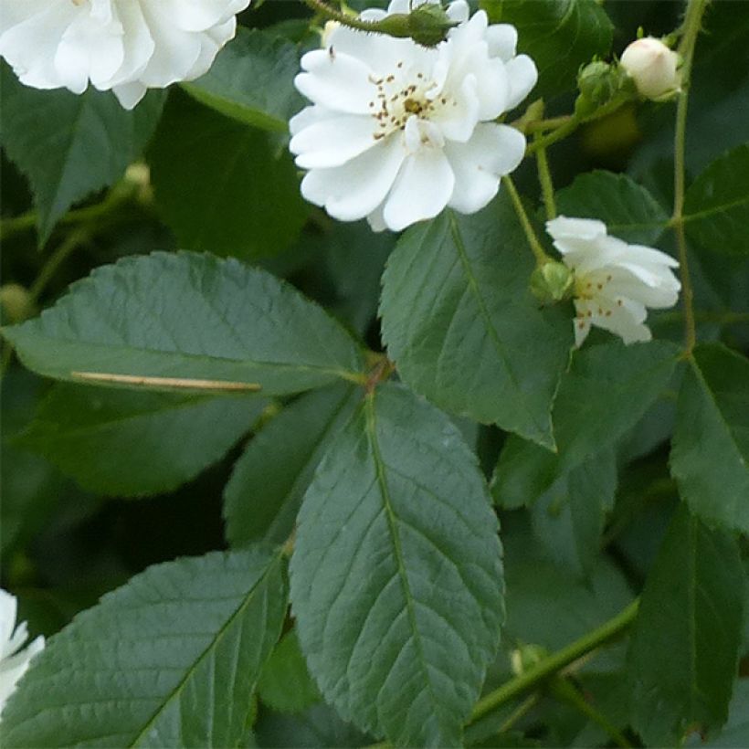 Rosa rampicante Guirlande d'Amour (Fogliame)