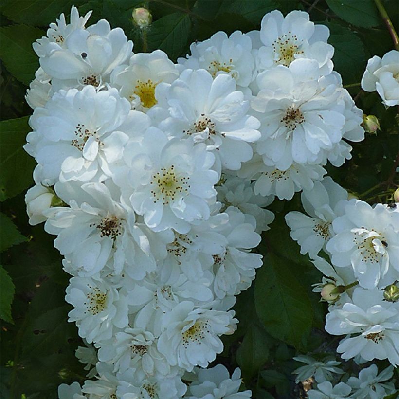 Rosa rampicante Guirlande d'Amour (Fioritura)