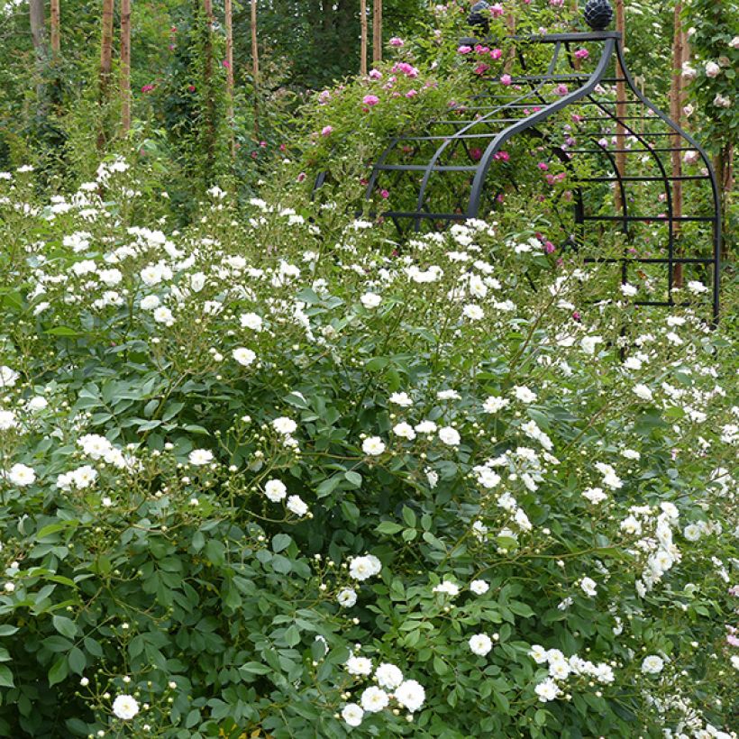 Rosa rampicante Guirlande d'Amour (Porto)