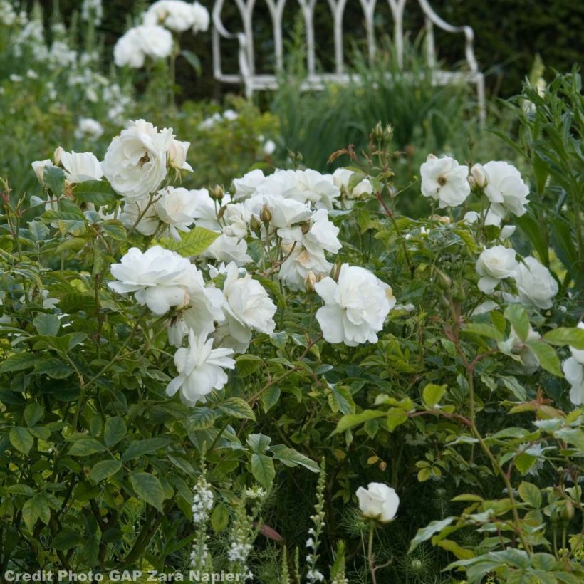 Rosa Floribunda Bianca Iceberg (Schneewittchen) (Fioritura)