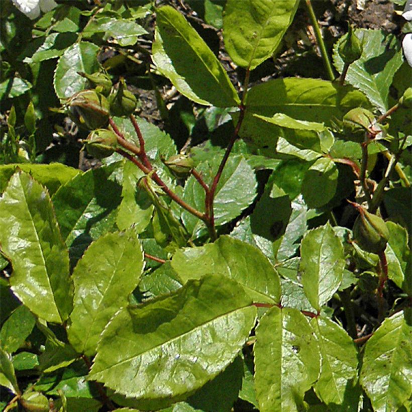 Rosa Floribunda Irene of Denmark (Fogliame)