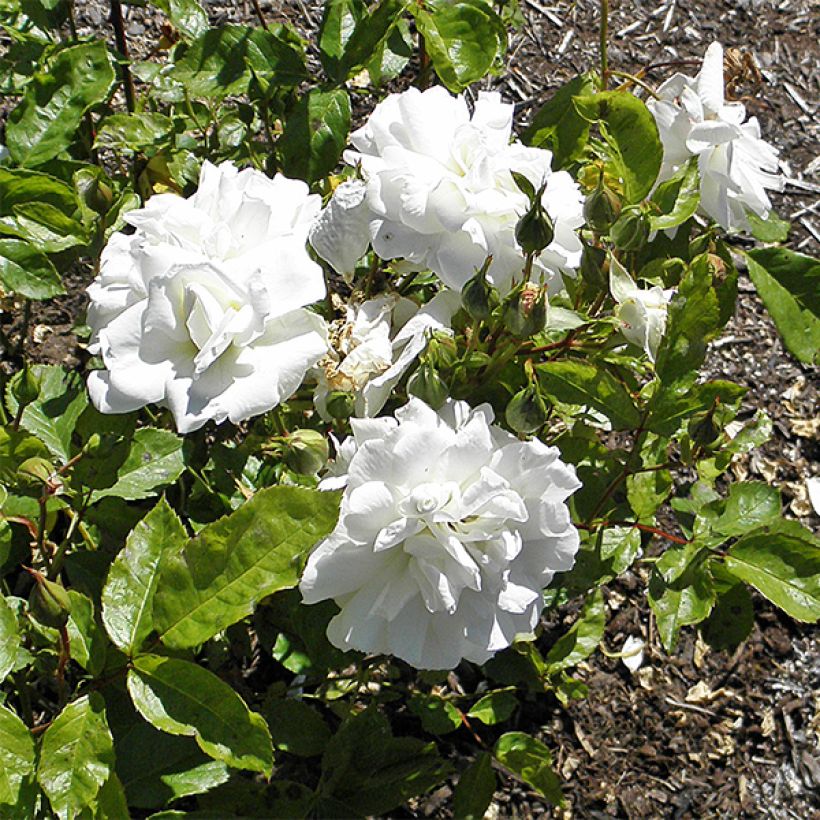 Rosa Floribunda Irene of Denmark (Fioritura)