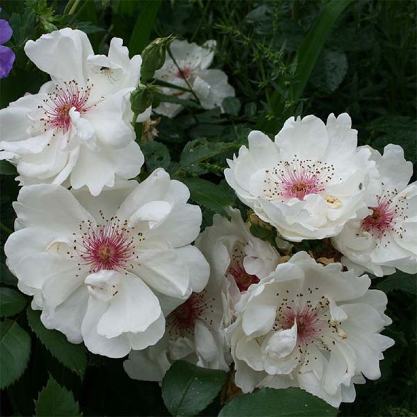 Rosa Jacqueline du Pré - Rose ibrida di tea (Fioritura)