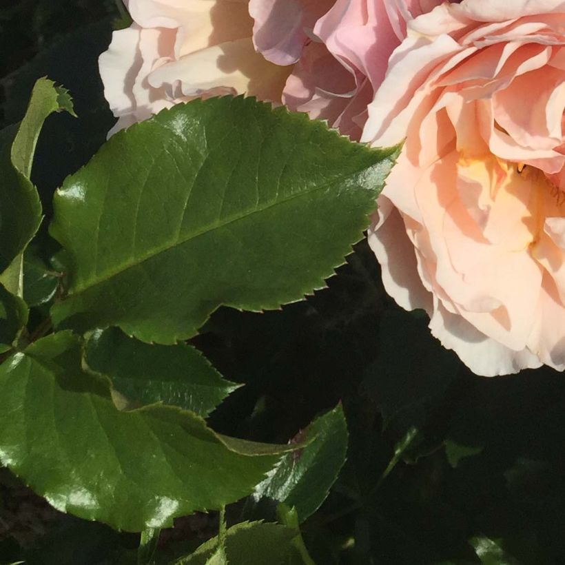 Rosa Jardin des Tuileries (Fogliame)