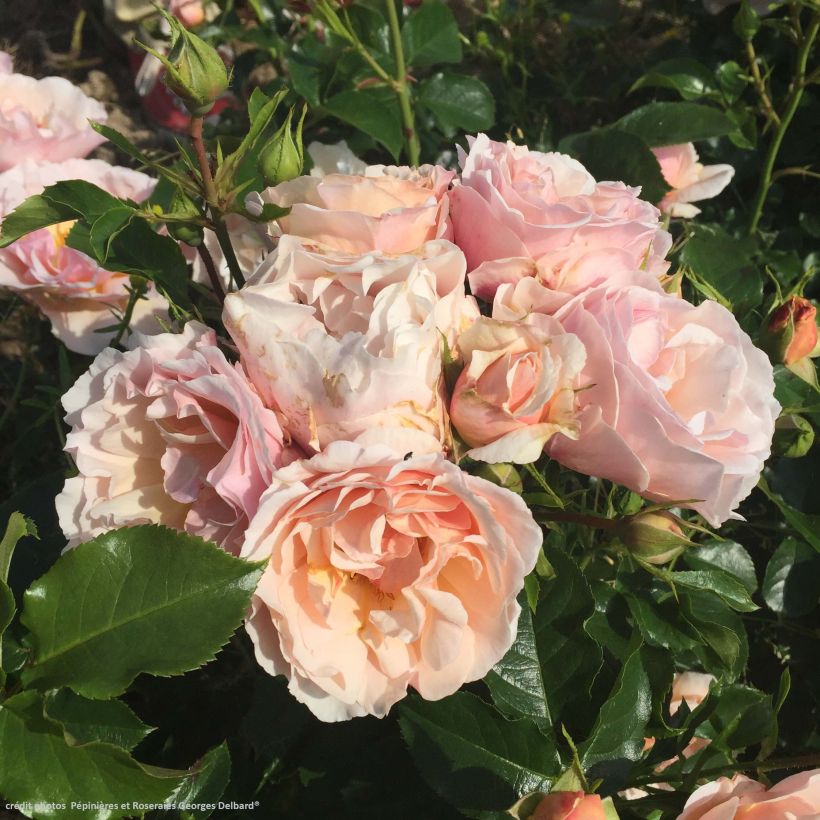 Rosa Jardin des Tuileries (Fioritura)