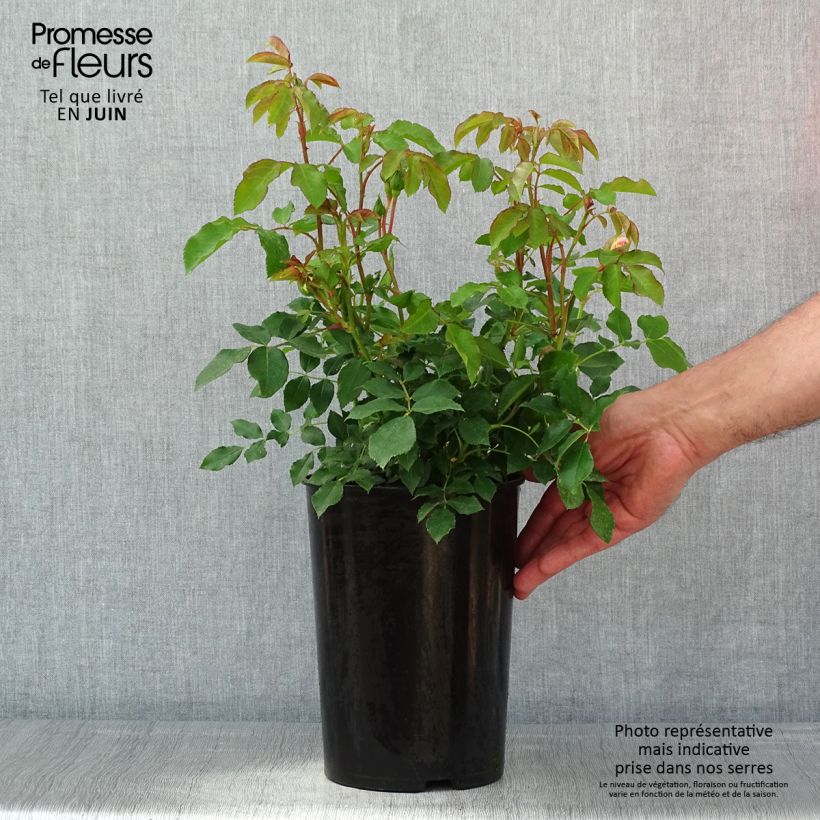 Rosier Kosmos - Pot de 4L/5L esemplare consegnato in primavera