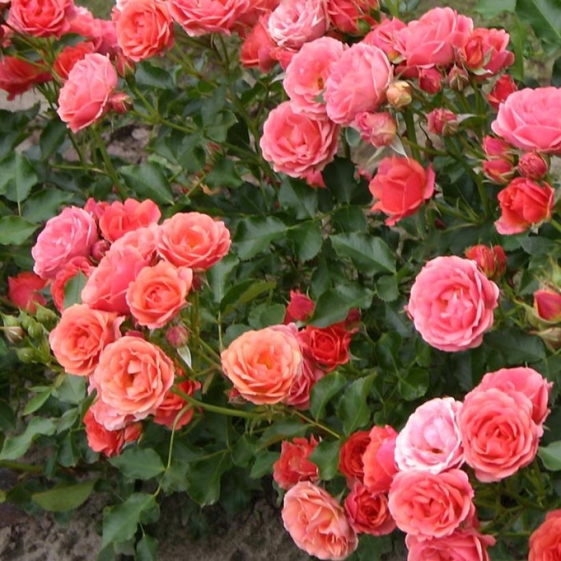 Rosa tappezzante Lilliputs Mandarin (Fogliame)