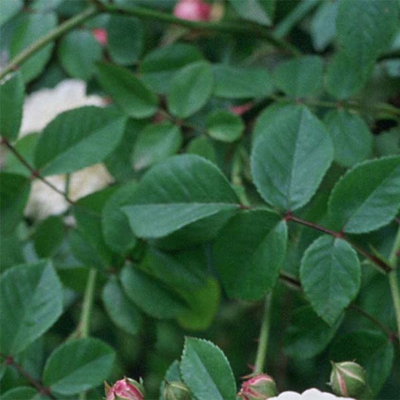 Rosa rampicante Felicité et Perpétue (Fogliame)