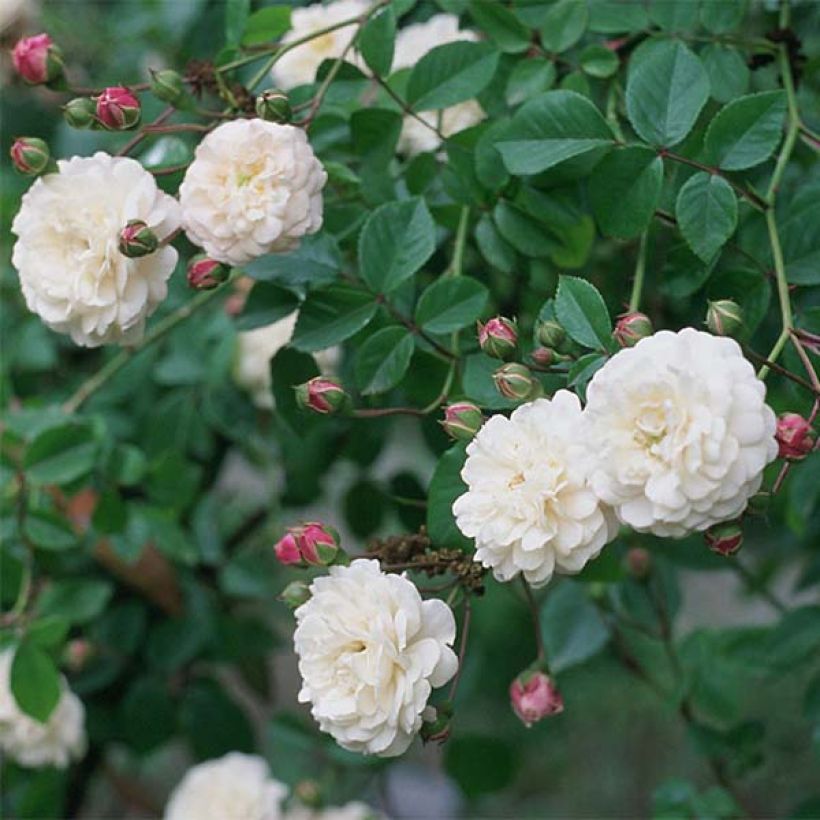 Rosa rampicante Felicité et Perpétue (Fioritura)