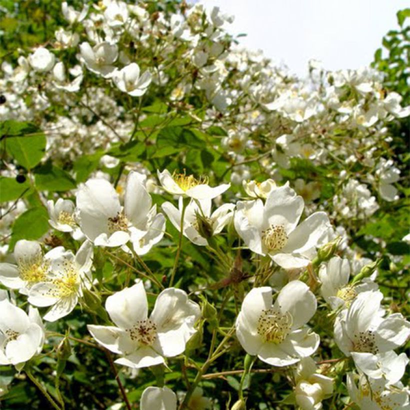 Rosa rampicante Kiftsgate (Fioritura)