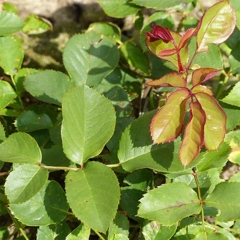 Rosa polyantha Lili Marleen (Fogliame)