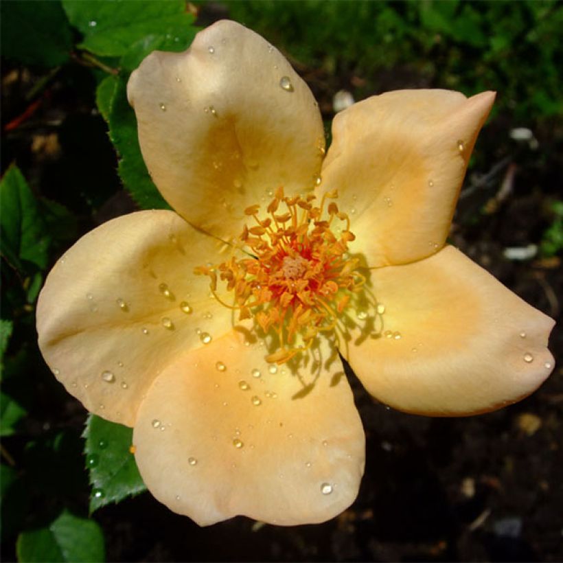 Rosa Mrs Oakley Fisher - Rose ibrida di tea (Fioritura)