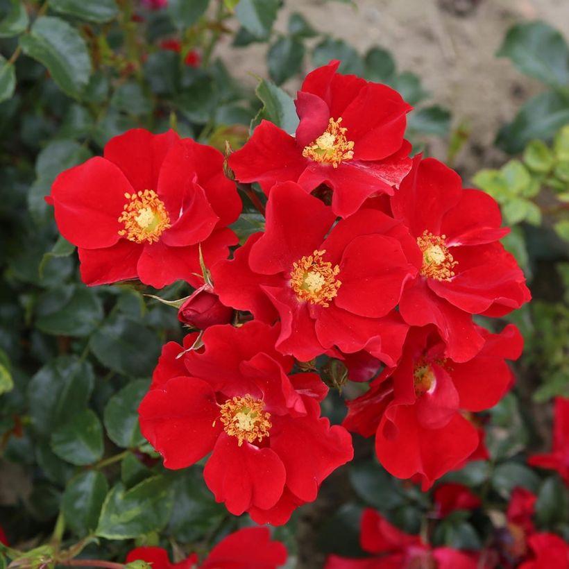 Rosa polyantha Nectar Garden Alexander von Humboldt (Fioritura)