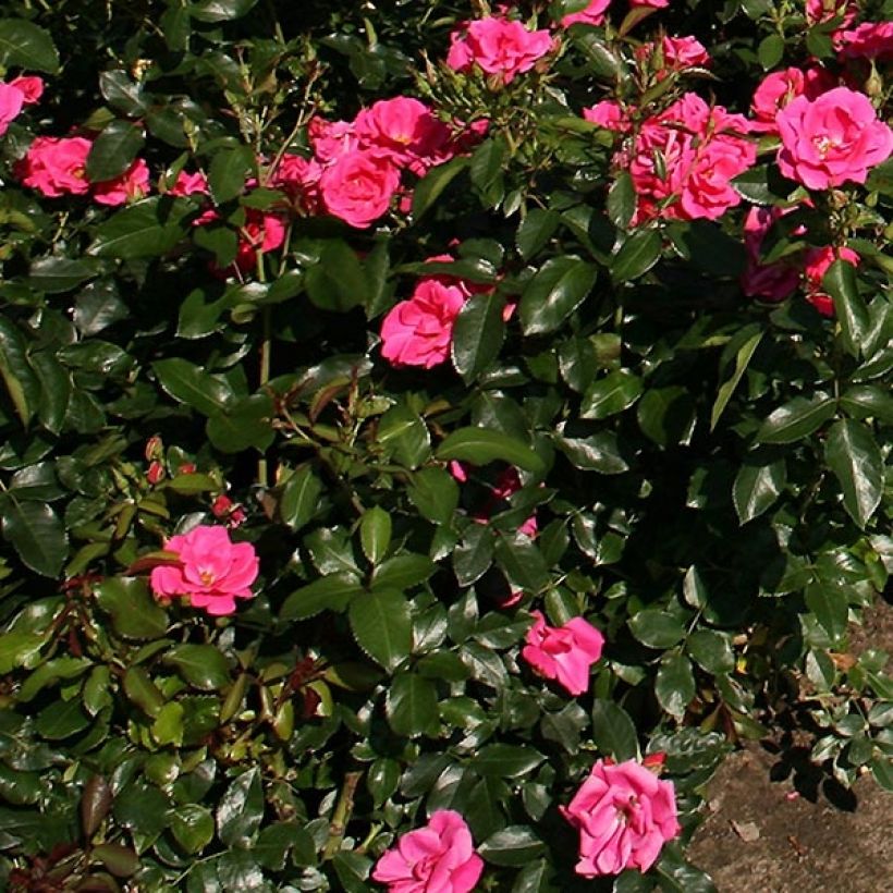 Rosa polyantha Nectar Garden Chabadabada (Fogliame)