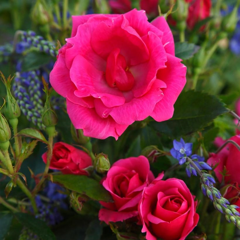 Rosa polyantha Nectar Garden Chabadabada (Fioritura)