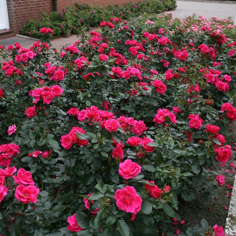 Rosa polyantha Nectar Garden Chabadabada (Porto)