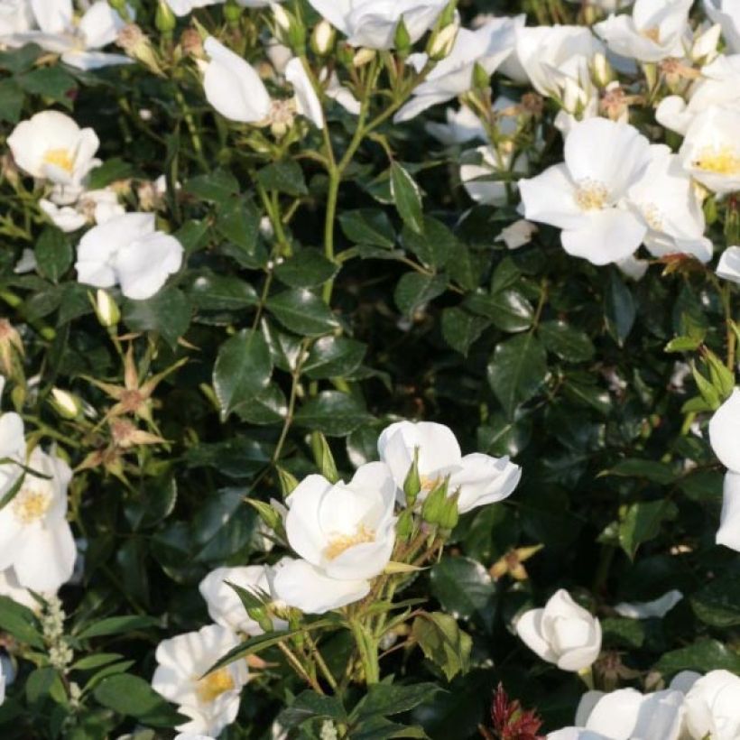 Rosa polyantha Nectar Garden Escimo (Fogliame)