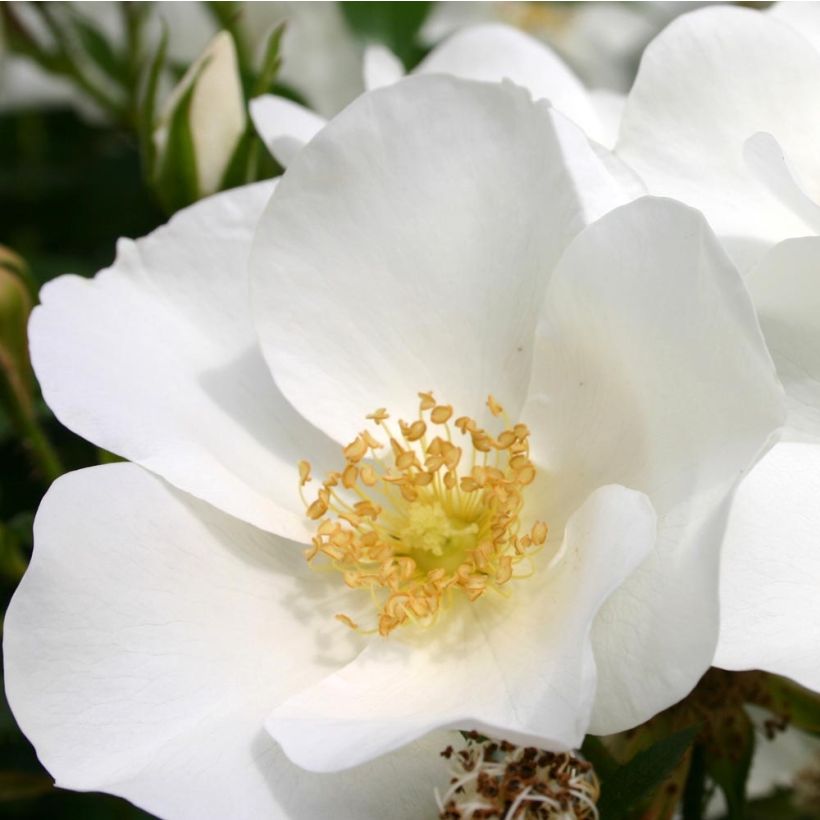 Rosa polyantha Nectar Garden Escimo (Fioritura)