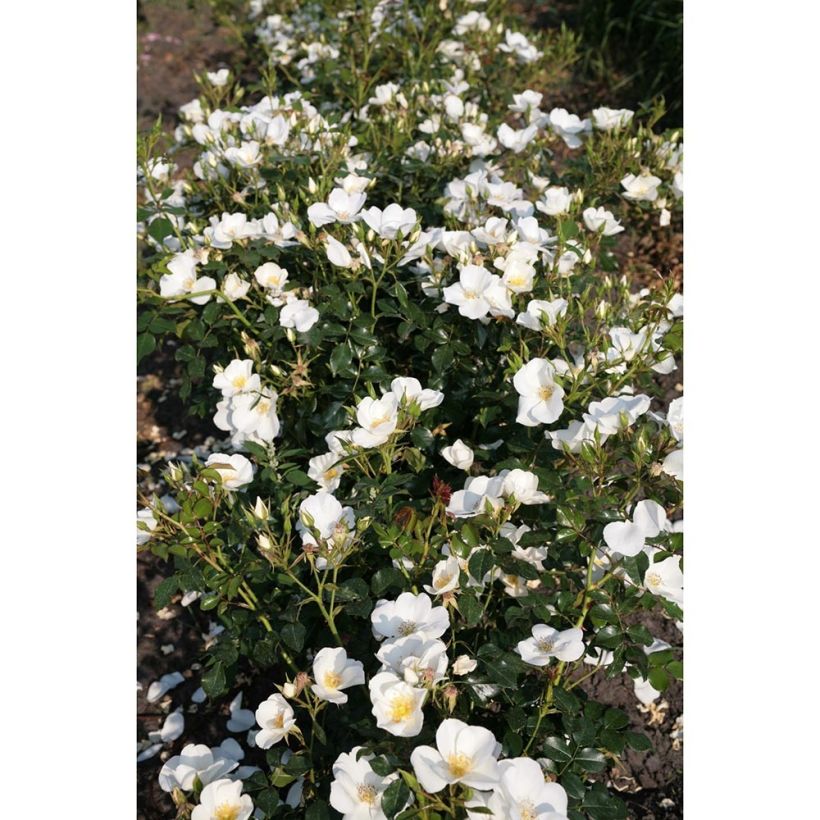 Rosa polyantha Nectar Garden Escimo (Porto)