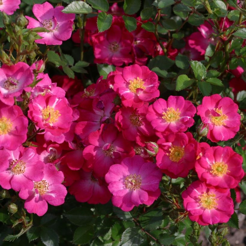 Rosa polyantha Nectar Garden Lilliput Lupo (Fioritura)