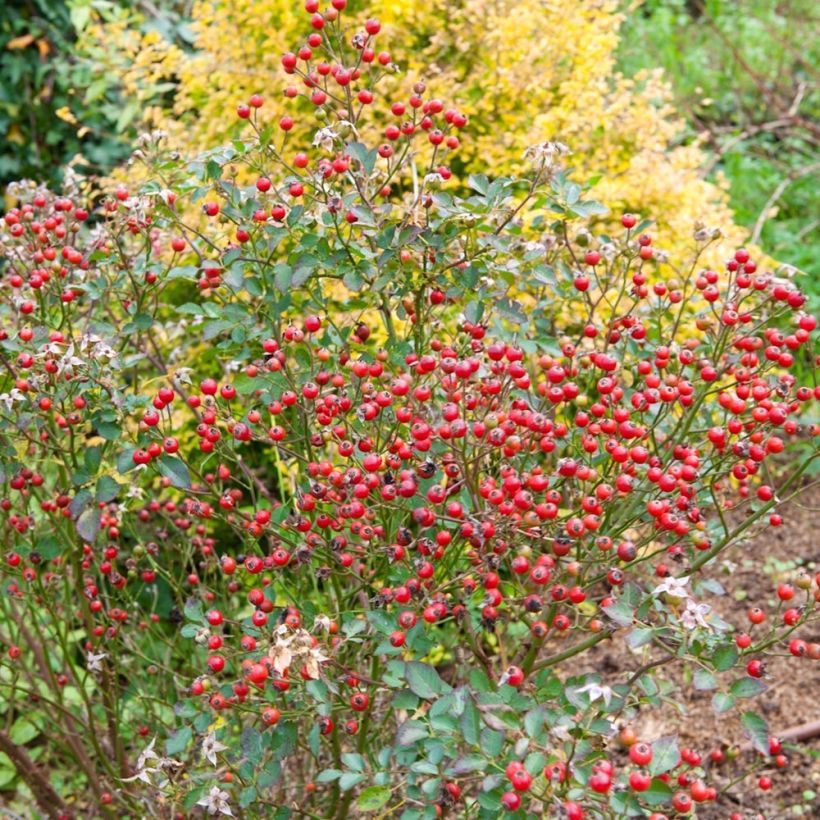 Rosa polyantha Nectar Garden Lilliput Lupo (Raccolta)