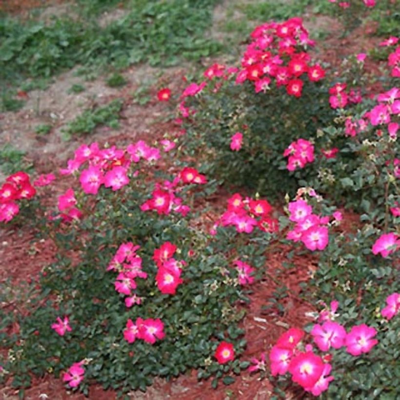 Rosa polyantha Nectar Garden Lilliput Lupo (Porto)