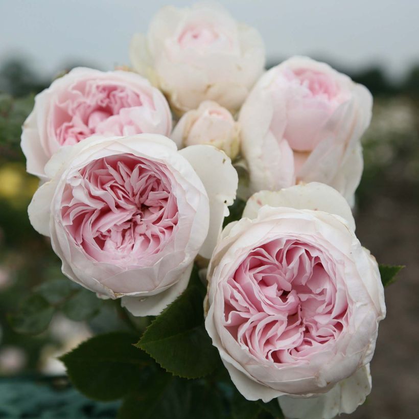 Rosa polyantha PARFUMA Duchesse Christiana (Fioritura)