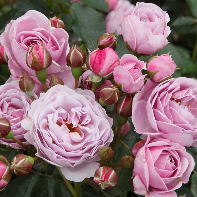 Rosa polyantha PATIO ROSE Nautica KORcharblo (Fioritura)