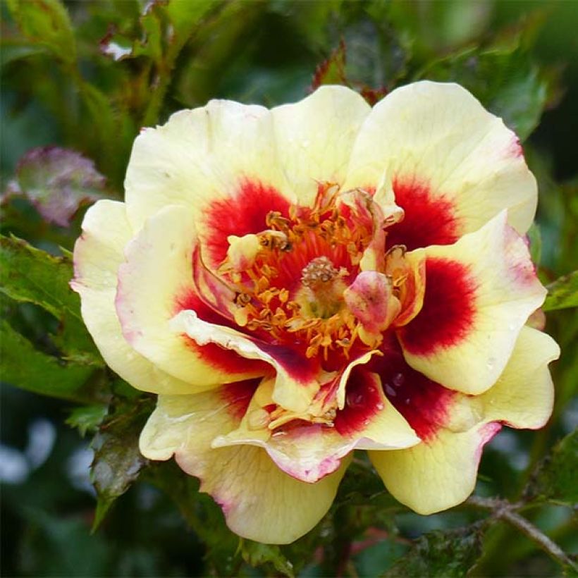 Rosa tappezzante Pastel Babylon Eyes (Fioritura)