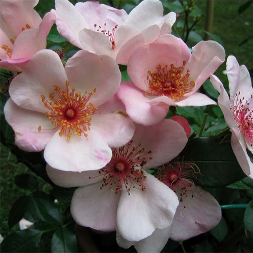 Rosa polyantha Astronomia Meillandécor (Fioritura)