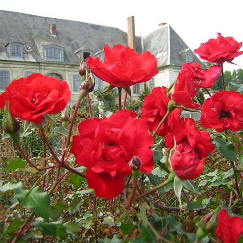 Rosa Floribunda La Sevillana Meigekanu (Fioritura)