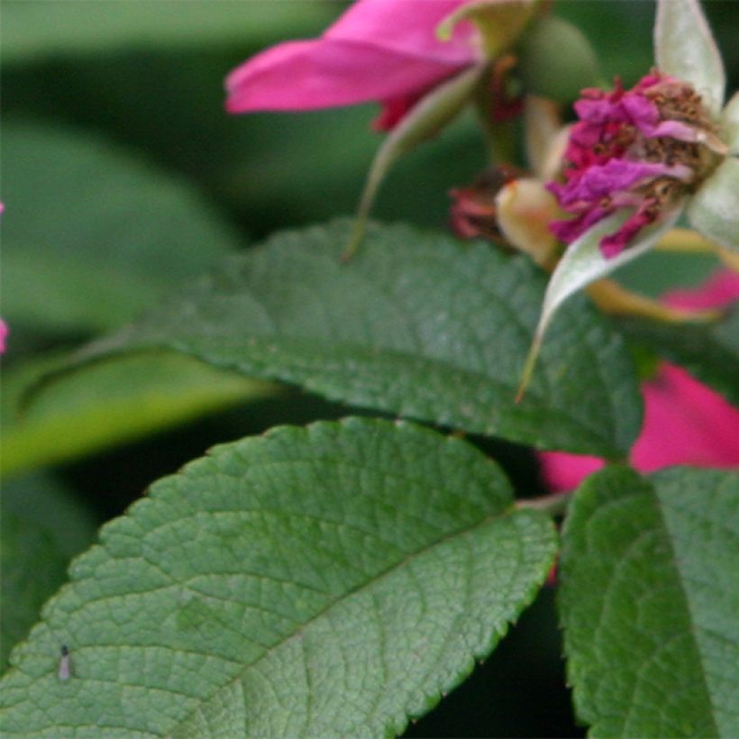 Rosa rugosa Pink Grootendorst (Fogliame)