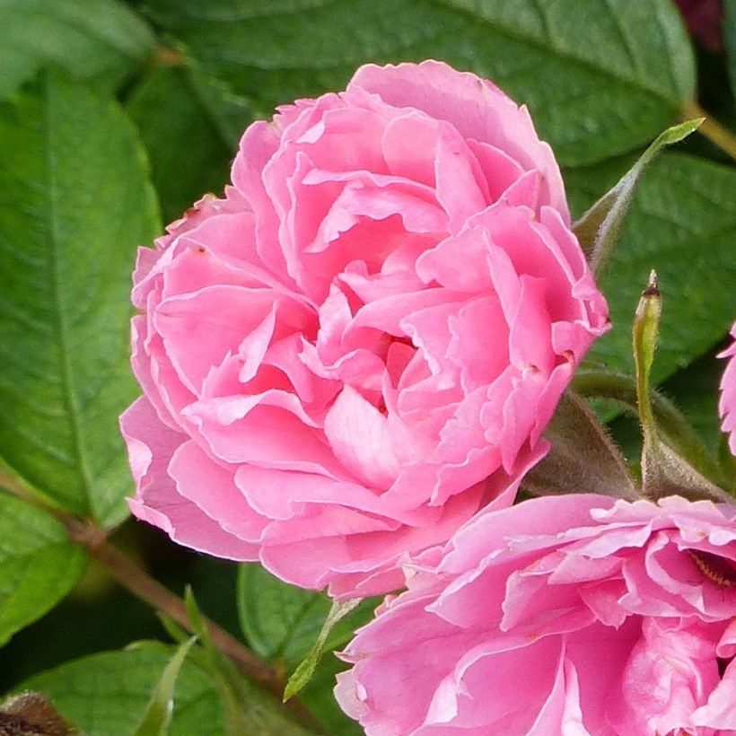 Rosa rugosa Pink Grootendorst (Fioritura)